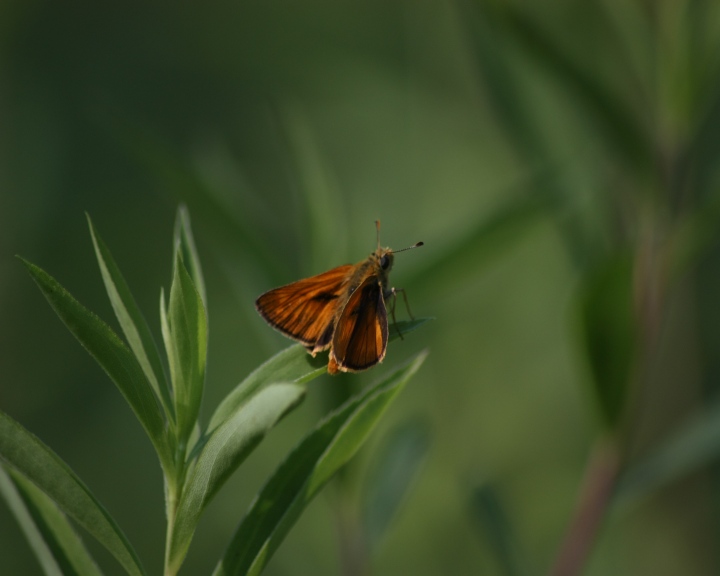 esperidi nel parco del ticino